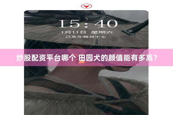 炒股配资平台哪个 田园犬的颜值能有多高？